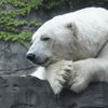 Gus, The Central Park Zoo Polar Bear, Dies At 27